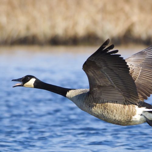 Canada goose taking flight above Delta waters