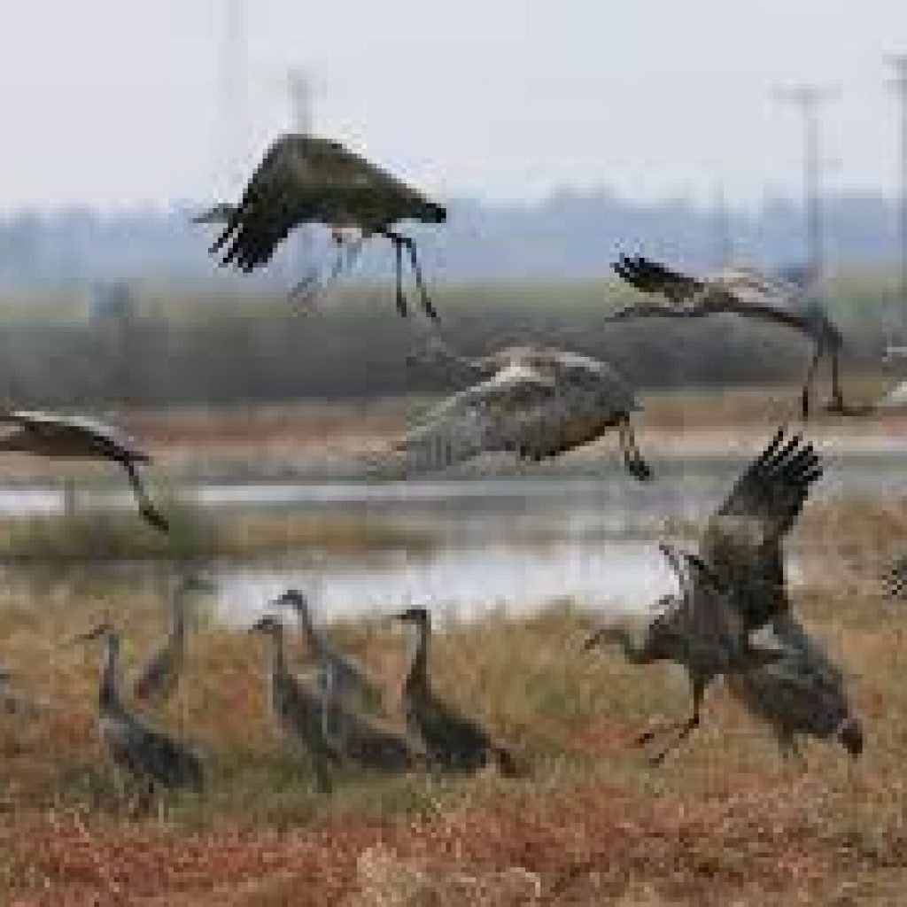 Flock of Sandhill crane gathering on Delta grounds