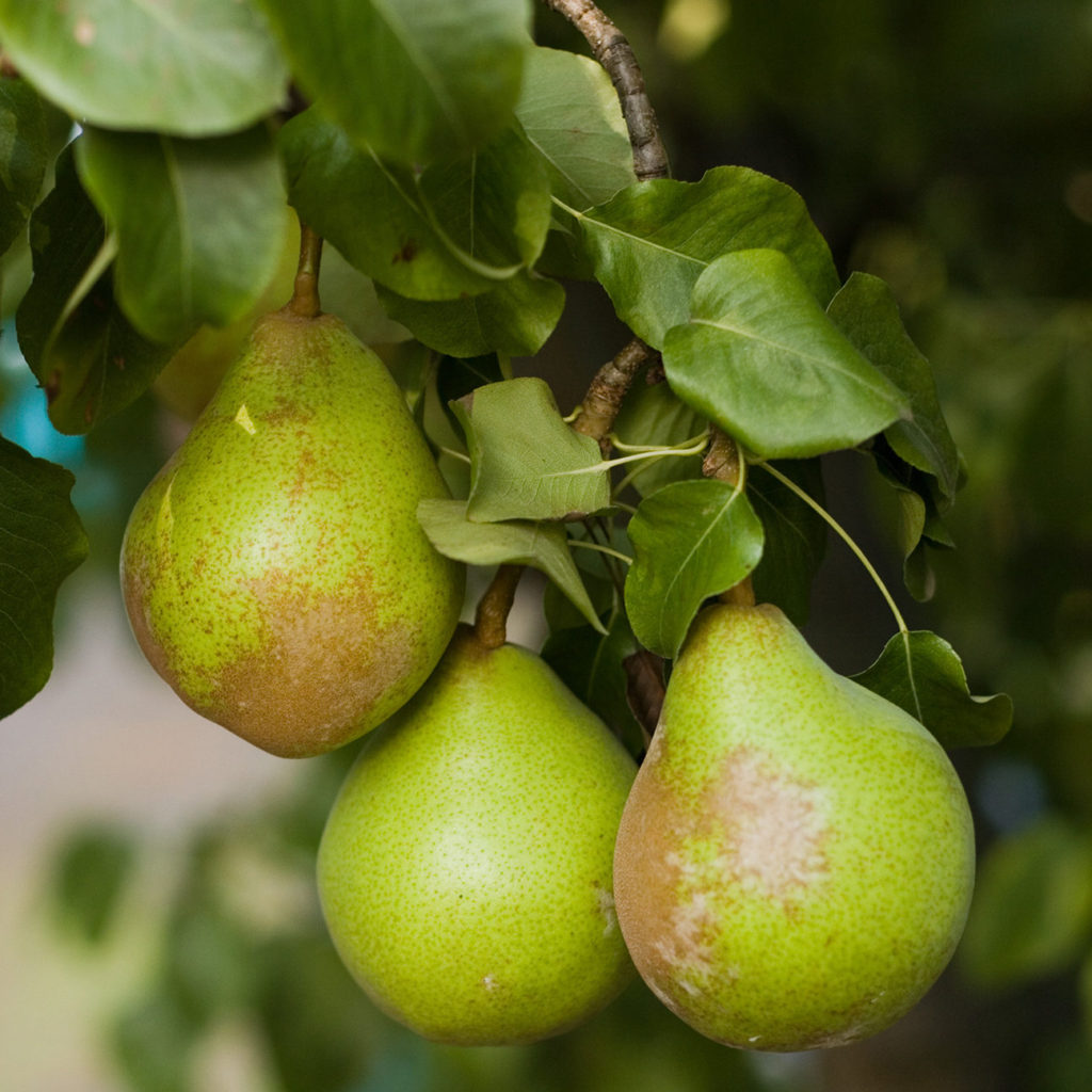 Delta Bartlett Pears growing on a pear tree