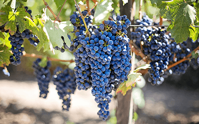 Purple grapes on a vine