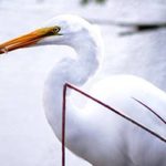 A Great Egret eating a fish in the California Delta