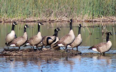 A flock of Canadian Geese in the water in the California Delta