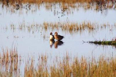 Ducks in the Cosumnes River Preserve
