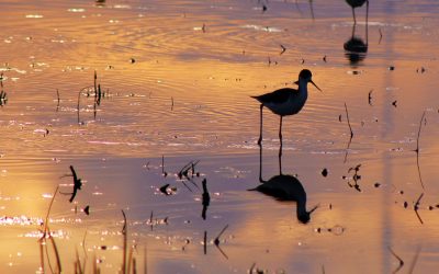 Bird in the Cosumnes River Preserve