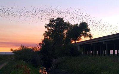Delta Yolo bats flying across the sunset sky