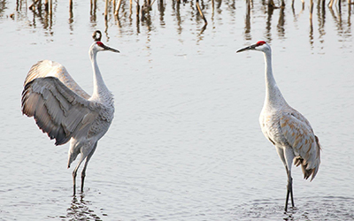 Sandhill cranes in the Delta