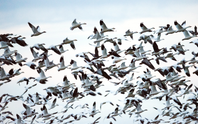 Flock of Lesser snow geese flying through Yolo Bypass Widlife Area