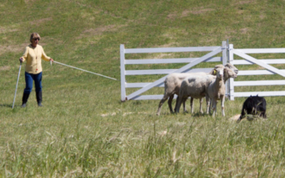 Sheepdog herding sheep