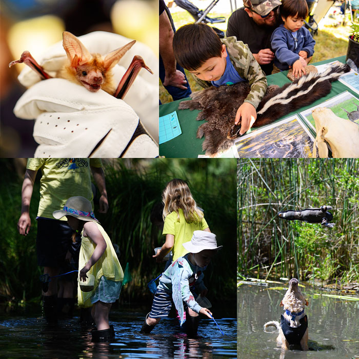 Montage of photos of a wildlife festival: a bat, two boys examining a skunk pelt, girls walking in water, and a dog in the water with a toy sailing over its head.